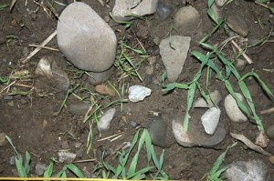 Close-up of some flint artefacts on a field surface.